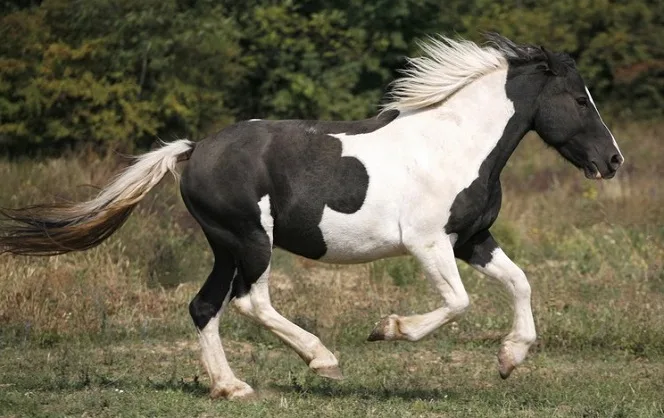 Tobian colored horse cantering through a field