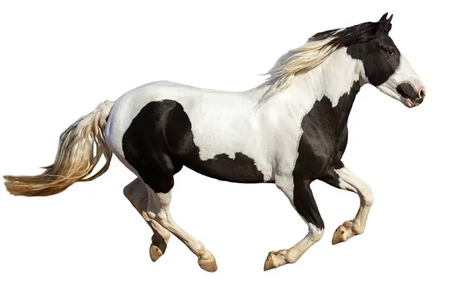 Tovero coat colored horse canetring with a white background