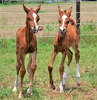 Twin Arabian horse foals