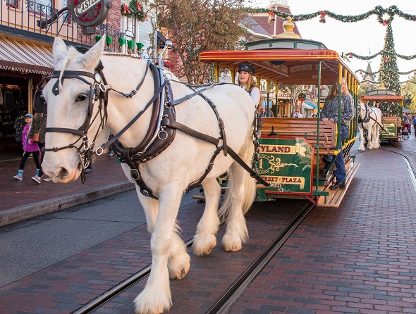 White Percheron horse pulling a Disney theme park tram