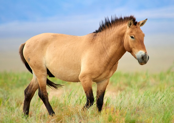 Wild Przewalski's horse in a long grassy field