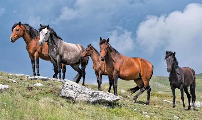 Wild horse herd in in Macedonia, Greece