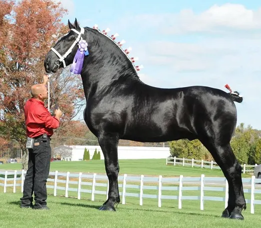 11 Interesting Facts About the Percheron Horse Breed