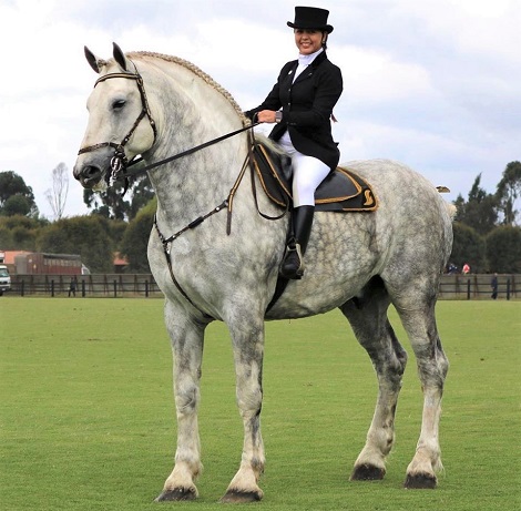 11 Interesting Facts About the Percheron Horse Breed