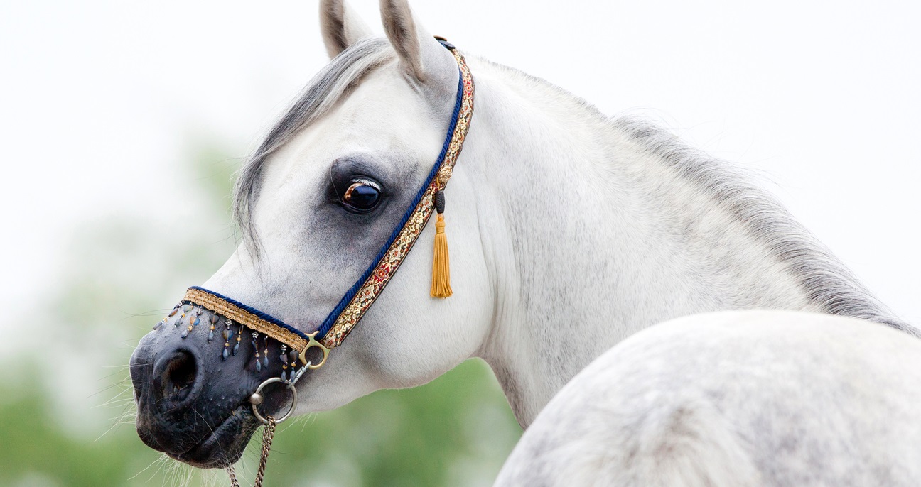 Biggest Arabian horse shows in the world