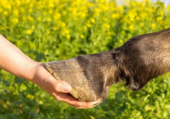 Bare horse hoof in a woman's hands