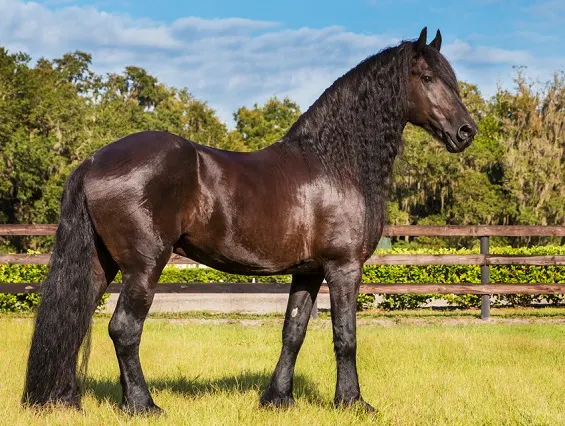 Beautiful black Friesian horse standing in a grass paddock