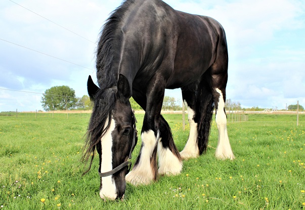 Black Shire horse grazing on grass