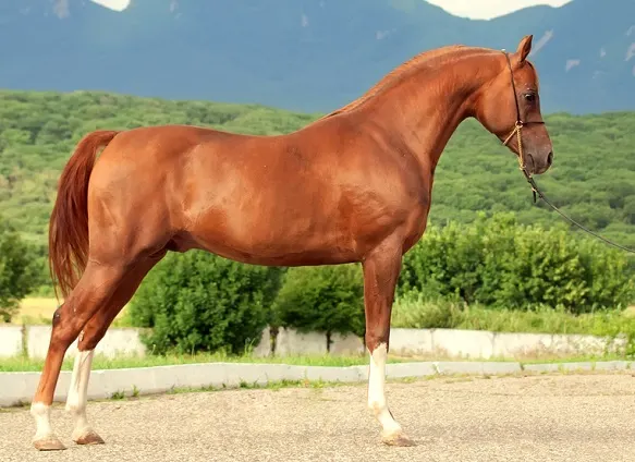 Chestnut Arabian stallion portrait photo
