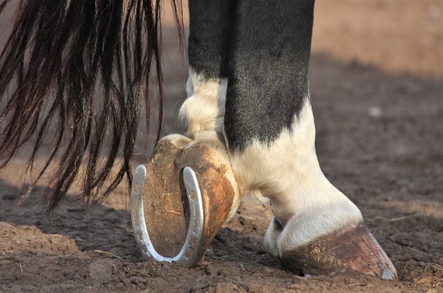 Close up of horse wearing horseshoes