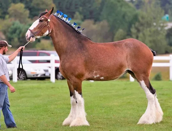 Clydesdale horse at a horse show