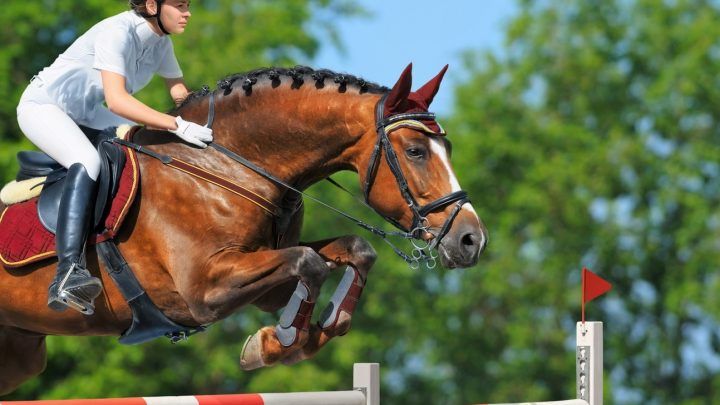 Difference between a hunter and jumper horse