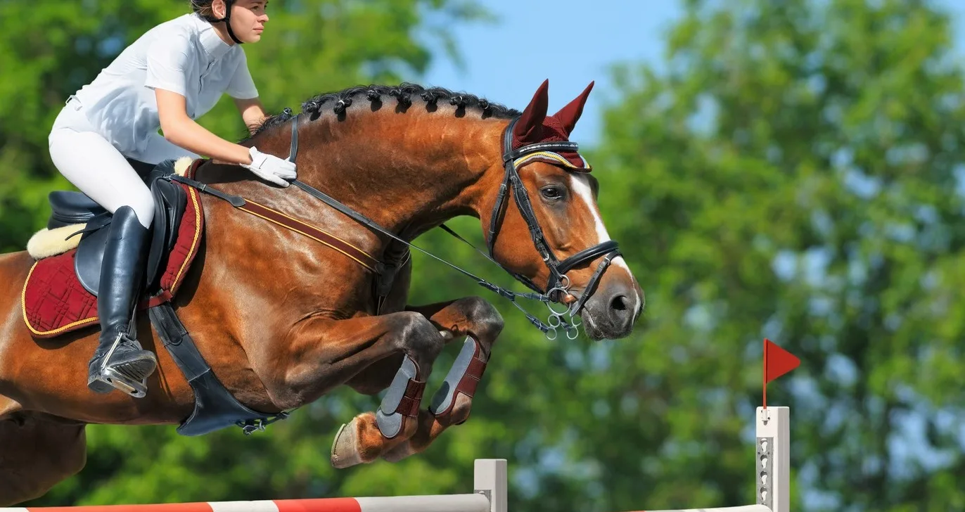 What is the Difference Between Hunter, Jumper, and Equitation?
