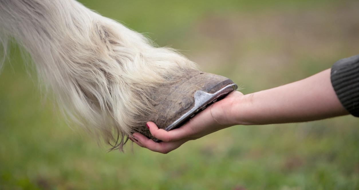 Do Horseshoes Hurt Horses? Do Horses Feel Pain in Their Hooves?