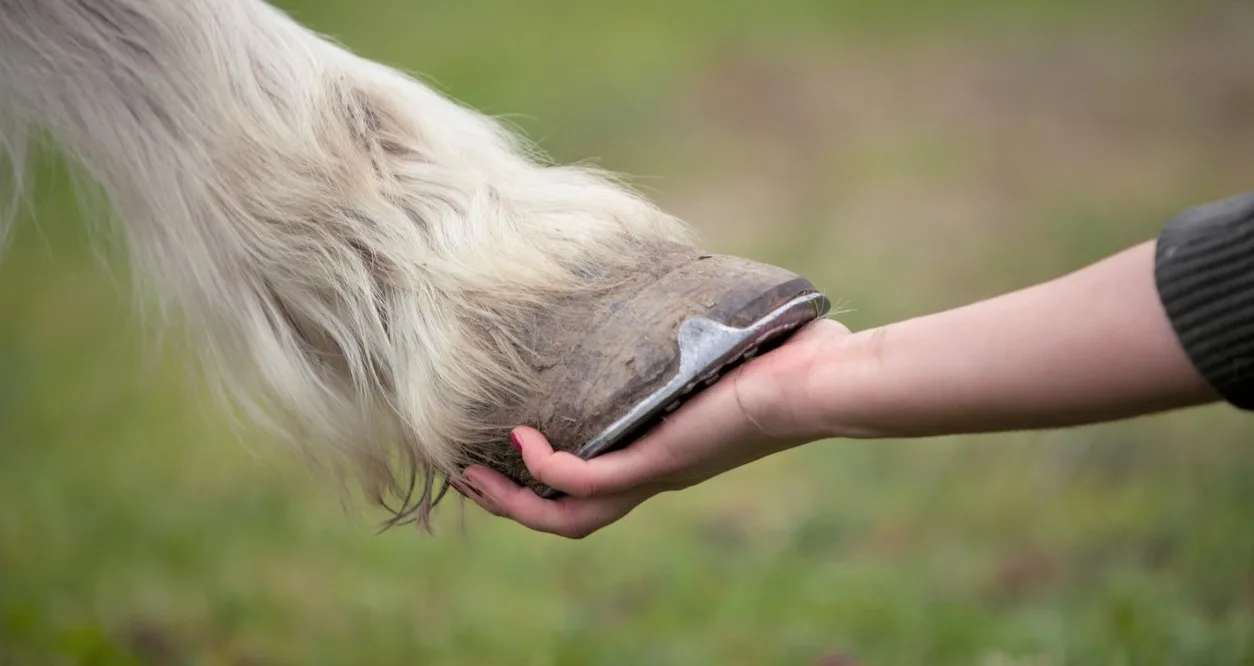 Does Putting Horseshoes on a Horse Hurt Them 