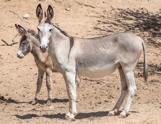Donkey and foal in a desert
