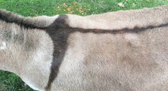 Donkey with a cross on it's back
