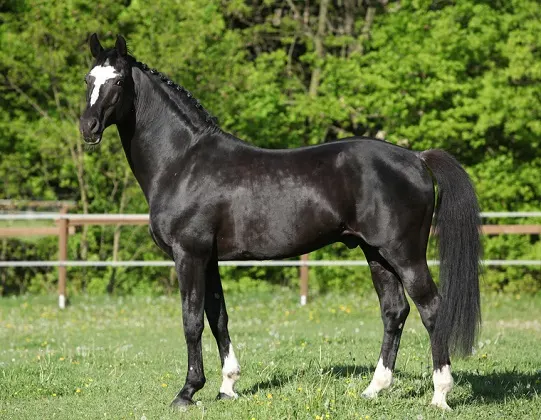 Dutch Warmblood stallion in a field looking at the camera