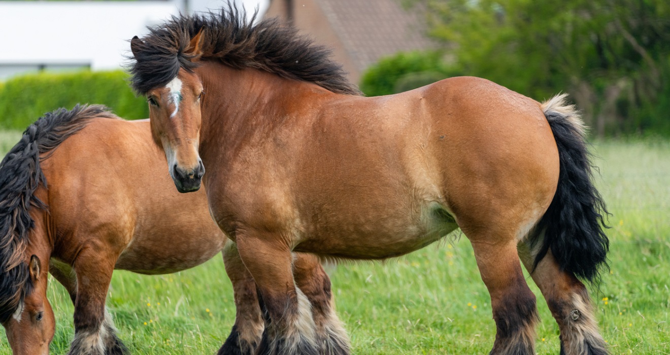 10 Interesting Facts About Ardennes Horses