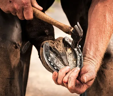 Farrier putting a horseshoe on a horse's hoof