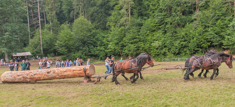 Four strong horses pulling a huge tree log
