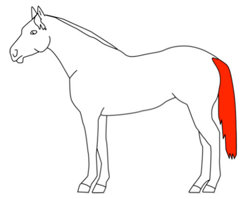 Full horse clip type