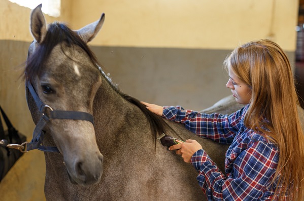 Girl clipping a horse in a stable