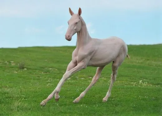 Do Hairless Horses Exist With Rare Pictures