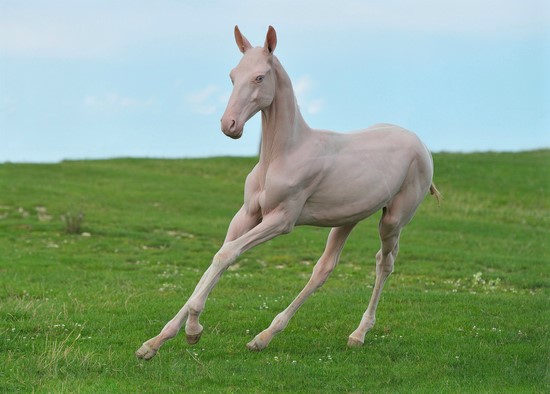 Horse Tails Without Hair