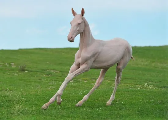 Hairless Akhal-Teke foal
