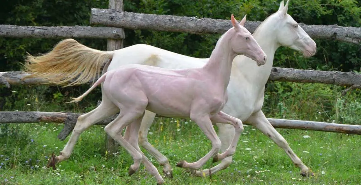 Hairless horse mare and foal