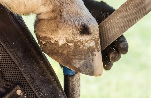 Horse having a barefoot hoof trim