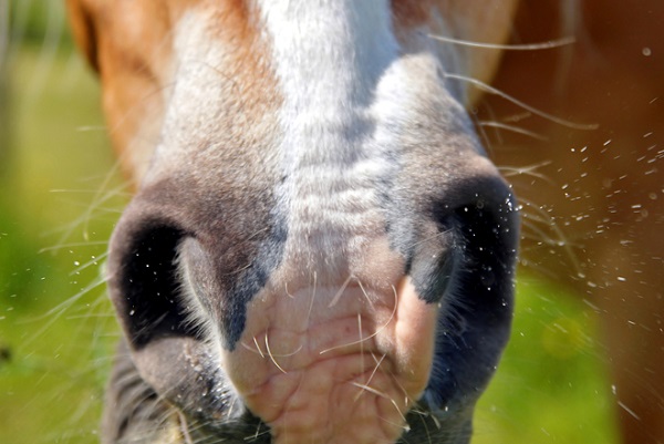 Horse sneezing while suffering with Equine Influenza