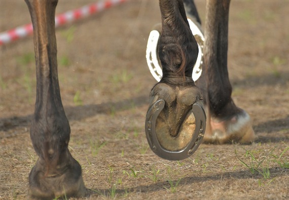 Why Do Horses Need Horseshoes Uses Benefits History Alternatives