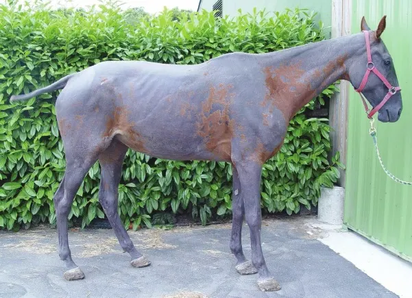 Horse with hair loss suffering with Alopecia