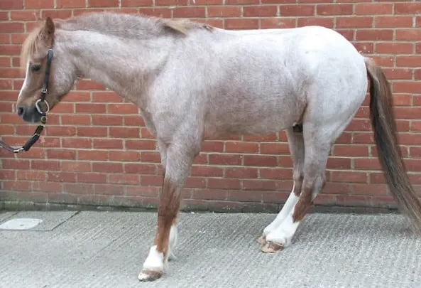 Horse with the Laminitis disease doing a typical Laminitis stance