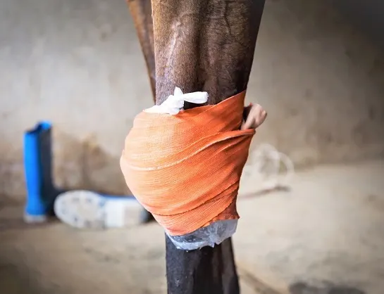 Horse's bruises knee bone injury with a bandage