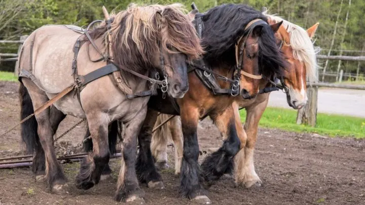 How strong are horses. Three strong horses pulling a plough