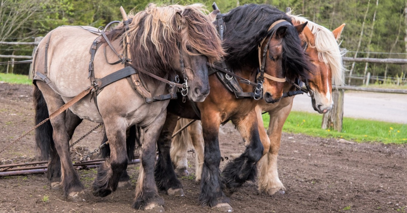 How strong are horses. Three strong horses pulling a plough