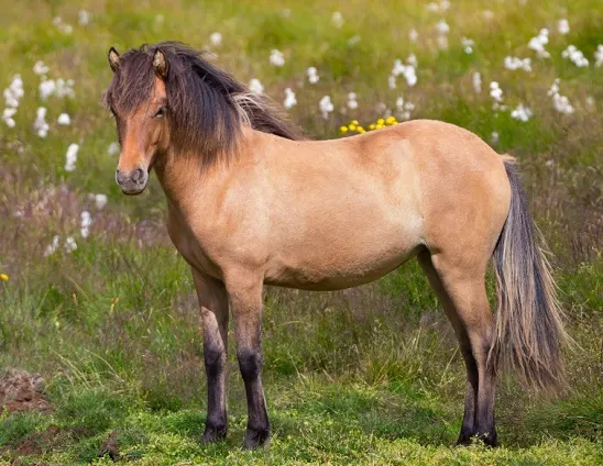 Icelandic horse breed in the Icelandic wild