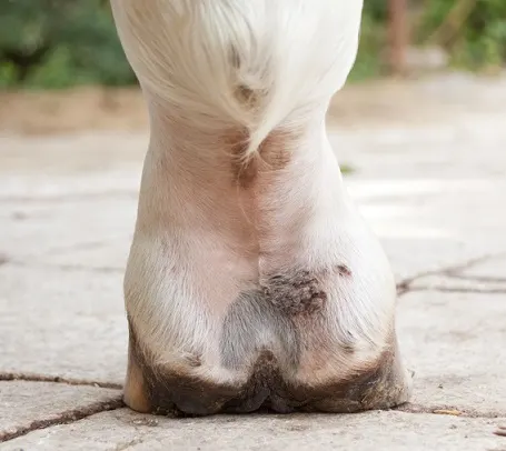 Lower horse leg that is suffering from Mud Fever