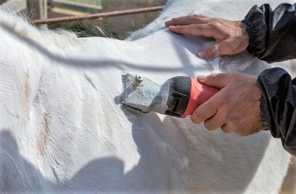 Man clipping a grey horse with a professional horse clipper