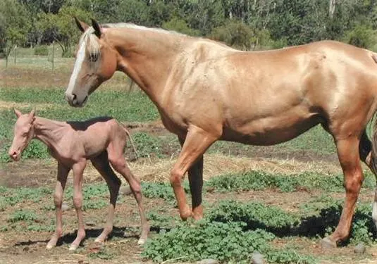Mare with a hairless foal