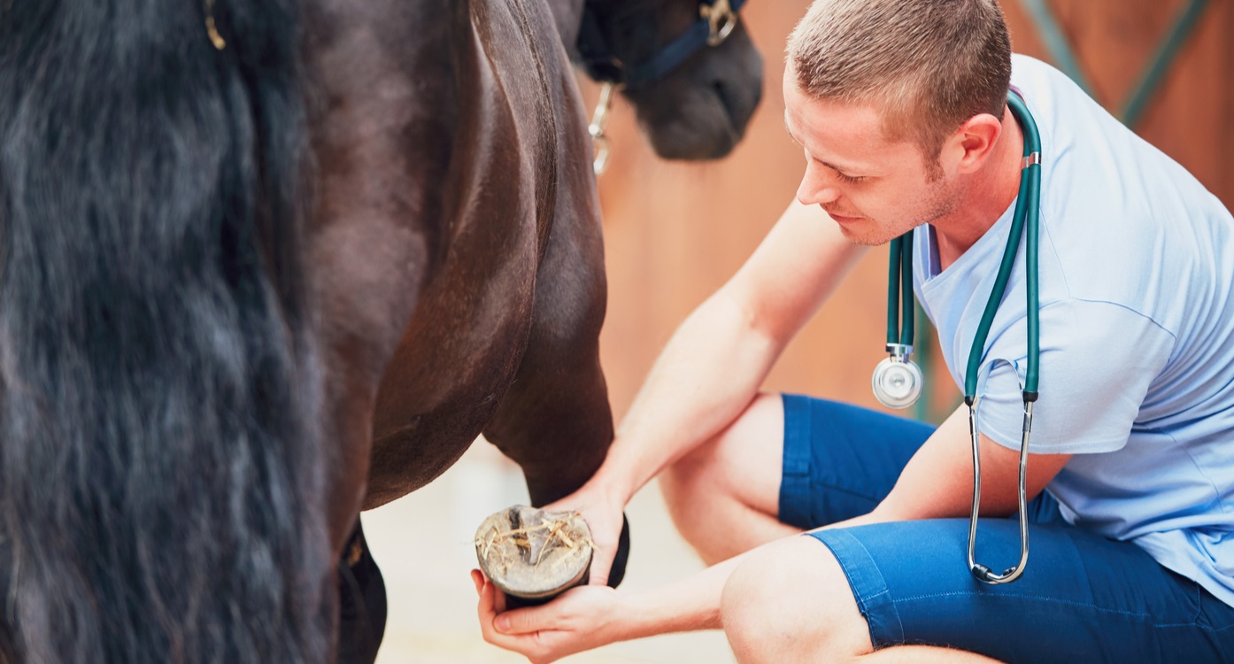 Vet checking a horse for common horse injuries