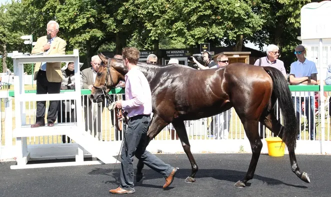 Man leading a racehorse at an auction