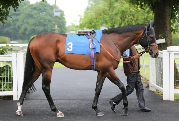 Racehorse being led before the start of a race