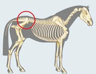 7 Most Common Horse Injuries