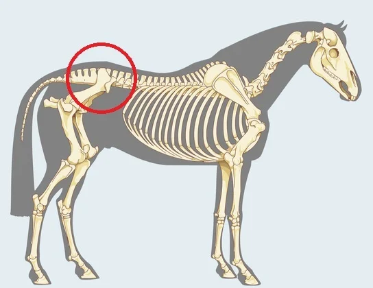 Sacroiliac joint in a horse skeleton