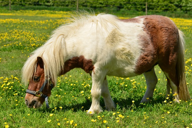 Small Shetland pony grazing in a field
