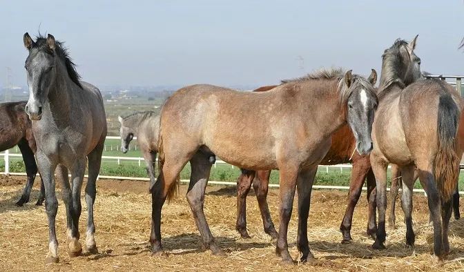 Small group of horses in a paddock